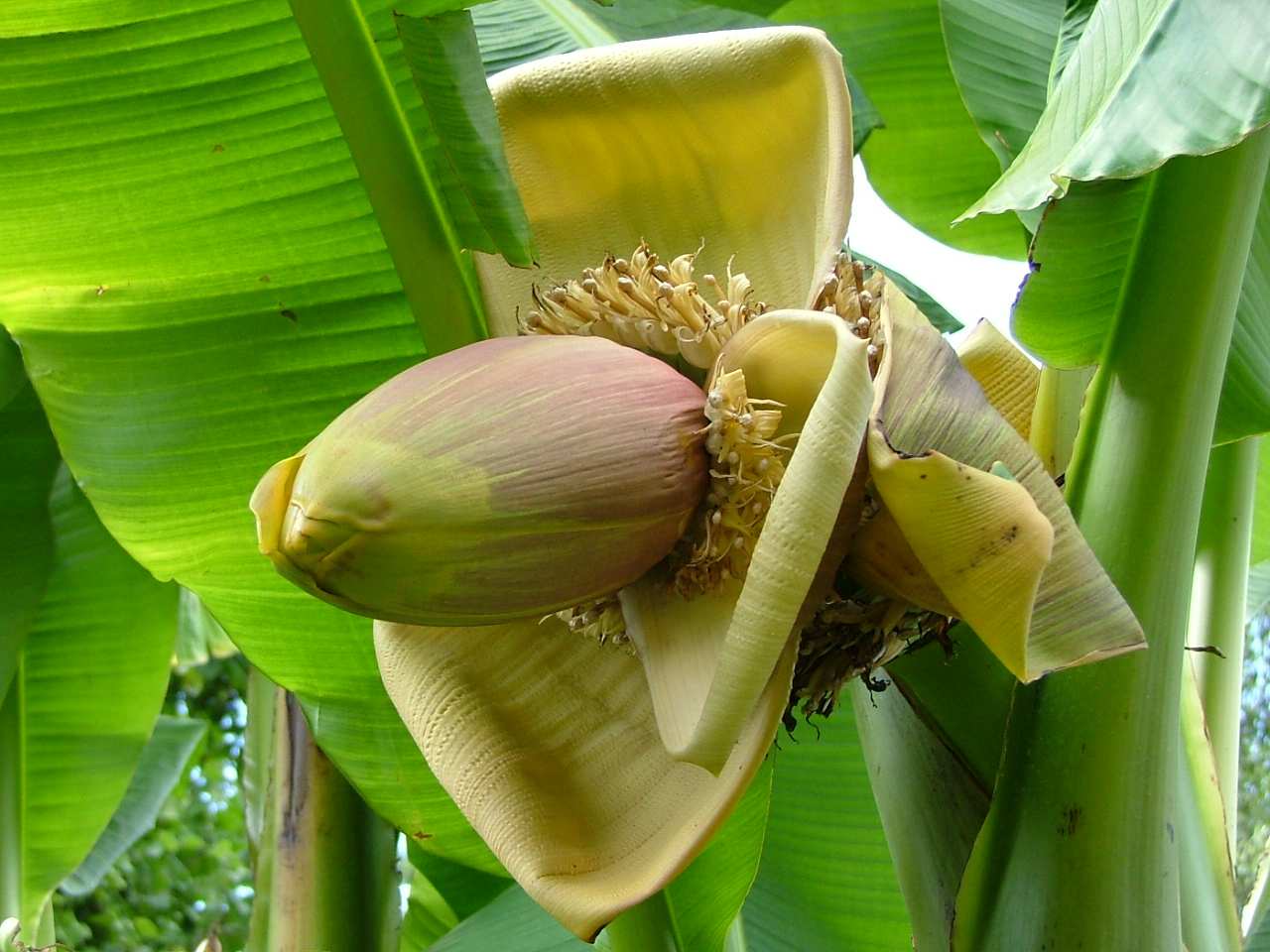 Банан это трава фрукт овощ или ягода. Musa acuminata. Абиссинский банан плод. Банан acuminata. Банановое дерево в Южной Америке.